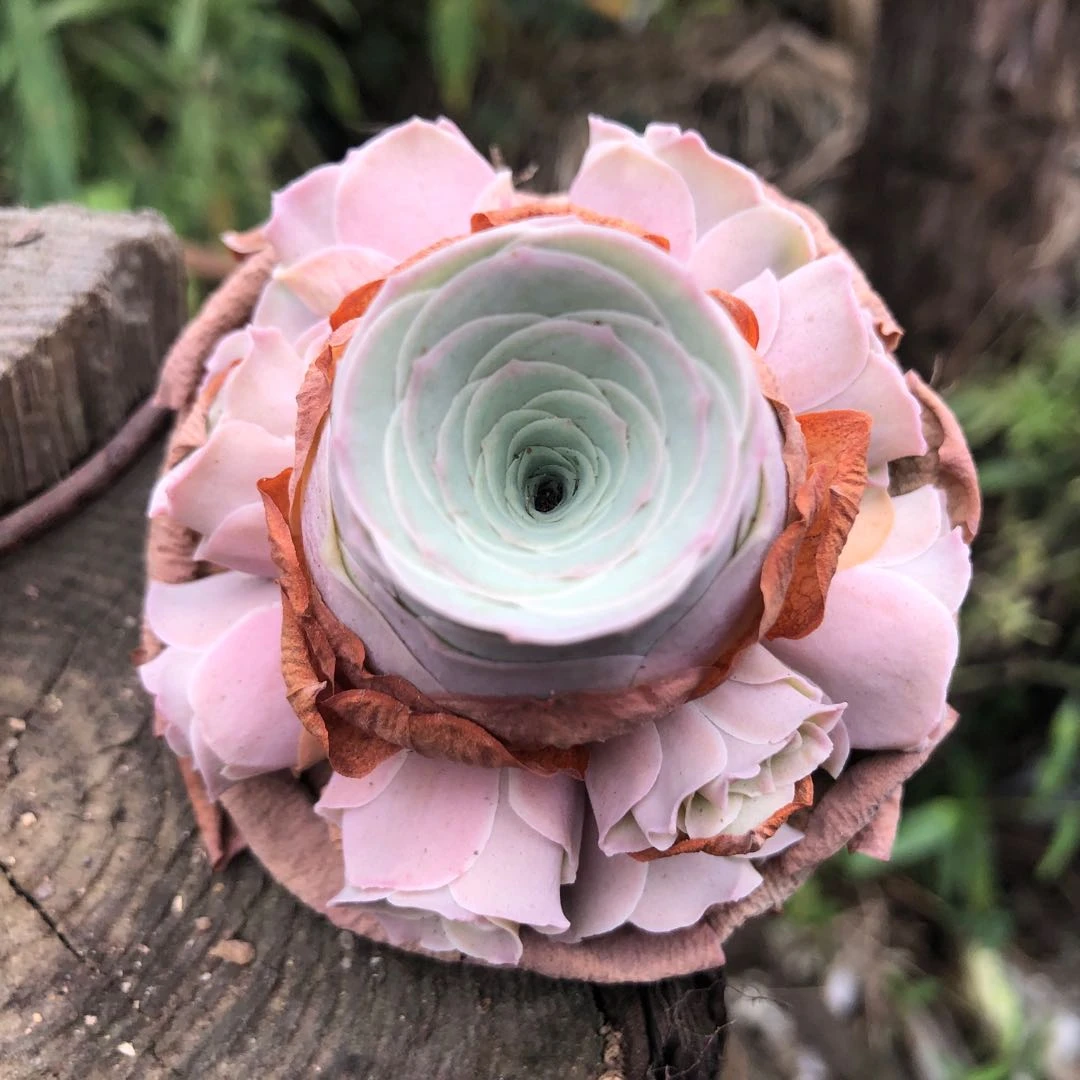 山地玫瑰直播间一物一拍老王专用具体形态尺寸以直播间展示为主