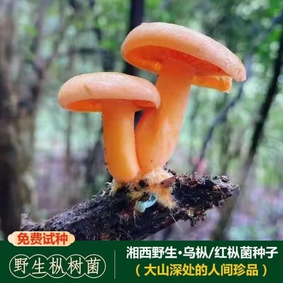 野生菌种乌纵菌包松菌寒纵菌黄碟菌重阳菌松纵菌松菇人工种植菌包