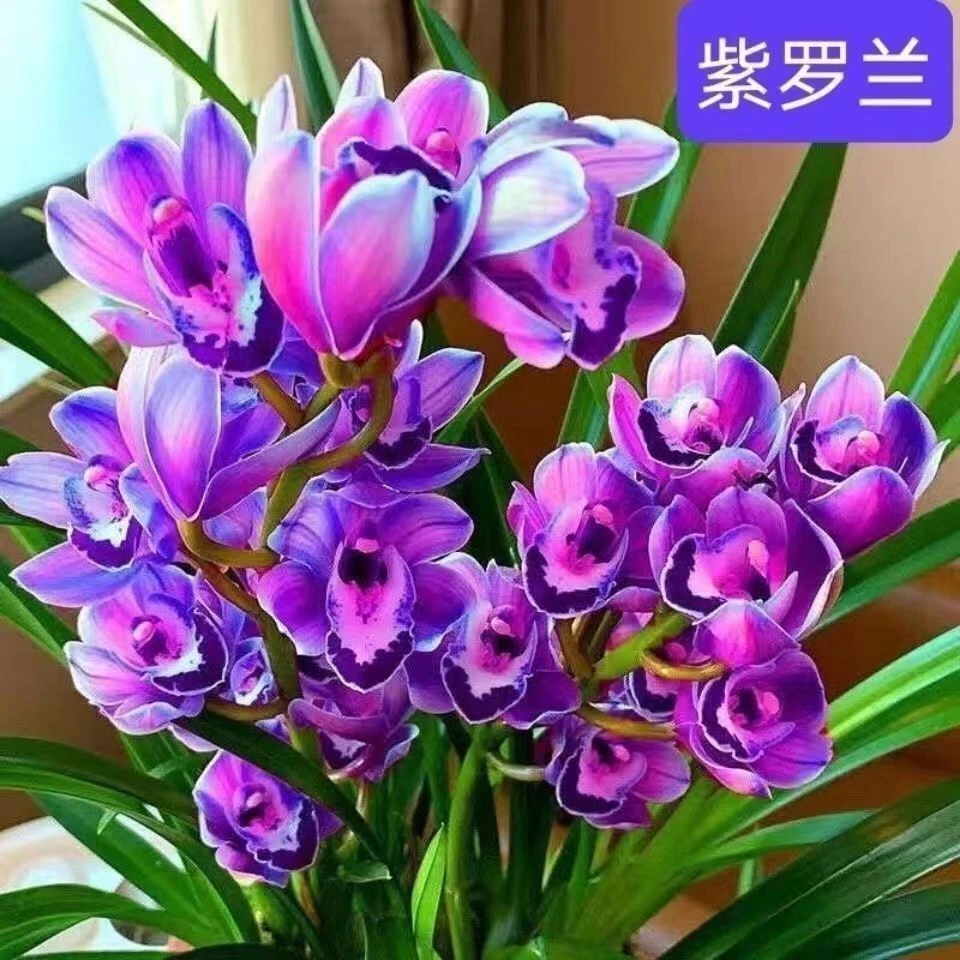 【紫罗兰】紫气东来开花超香大花蕙兰室内客厅好养易活花卉兰花