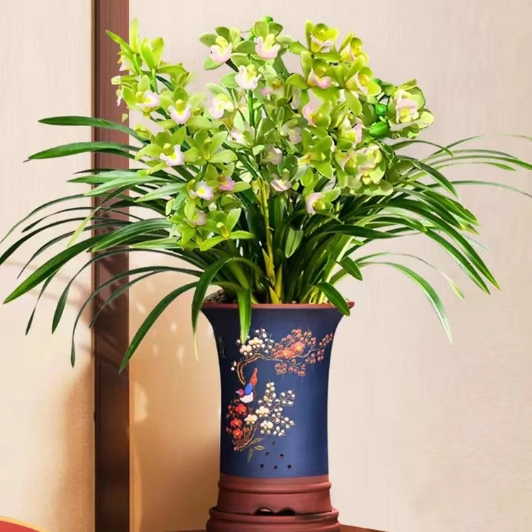 香水香兰大花蕙兰年宵花带花苞室内客厅好养易活兰花花卉绿植盆栽