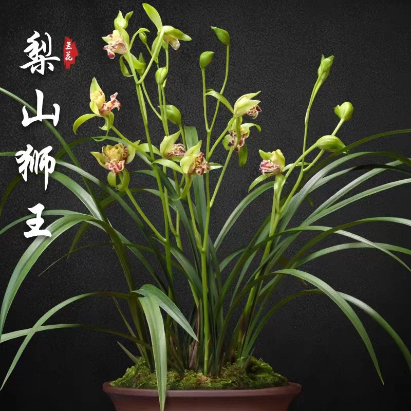 【梨山狮王】四季建兰奇花开花浓香型四季开花名品好养花卉绿植兰花