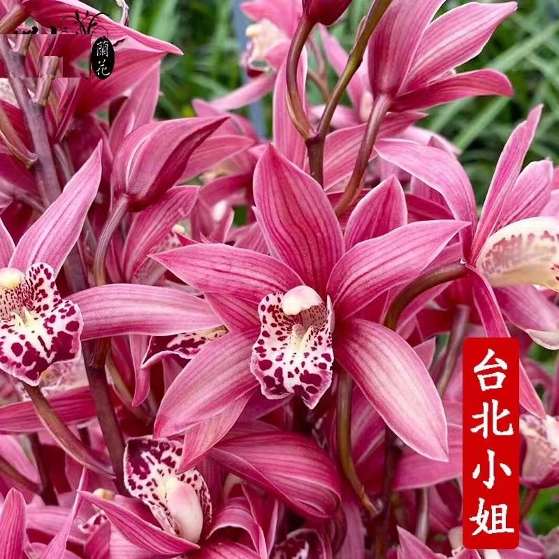【台北小姐】浓香型带花苞年宵花大红色大花蕙兰花好养花卉绿植盆栽