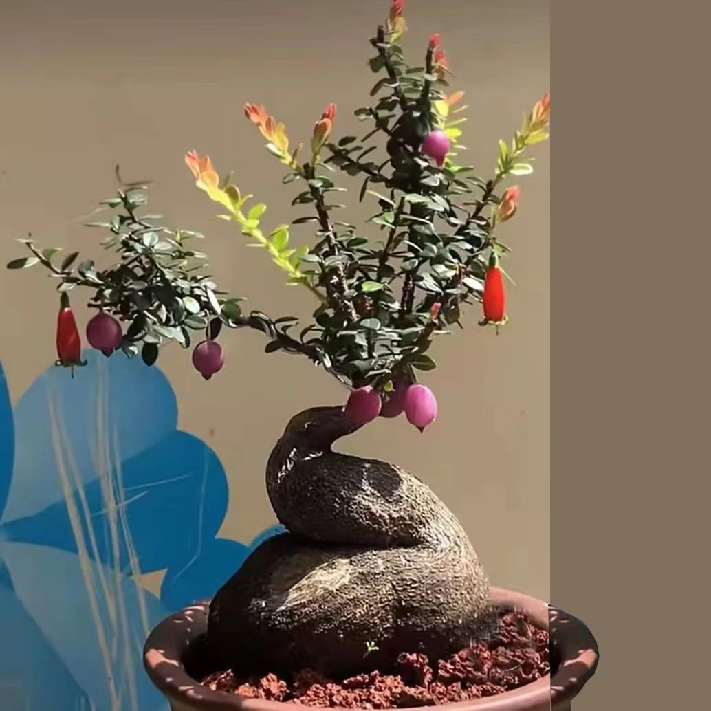 云南网红盆景（吊金钟一物一拍）五翅梅