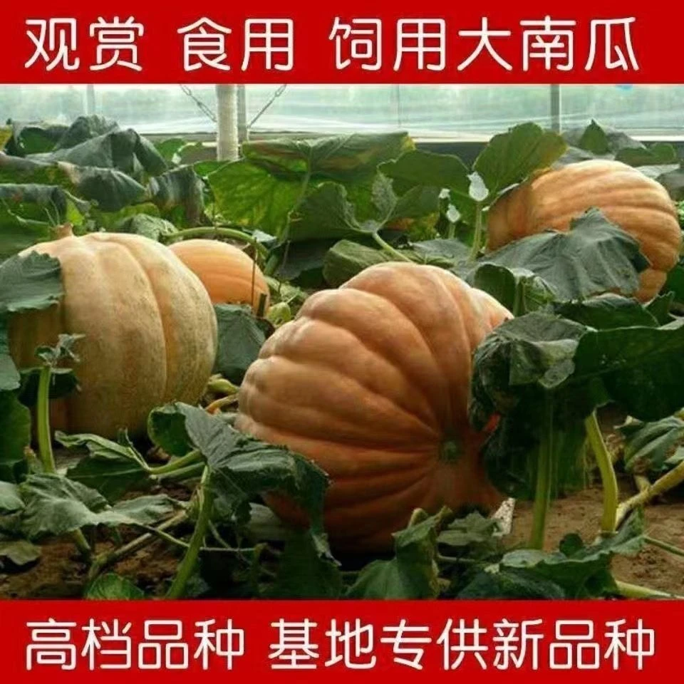 巨型南瓜种子特大高产甜糯厚肉蔬菜种籽春秋种植G