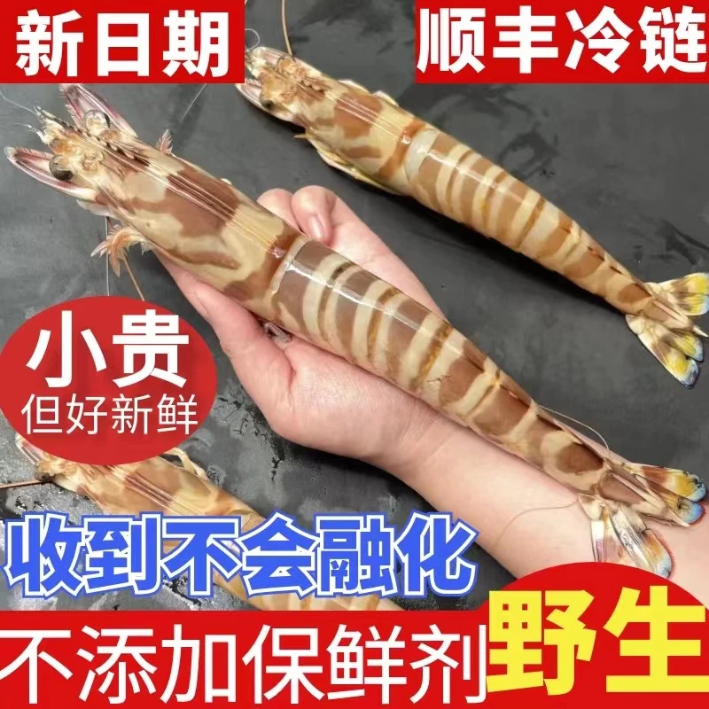 活冻-野生九节虾斑节虾花虾竹节虾营养丰富海捕大虾现捕顺丰