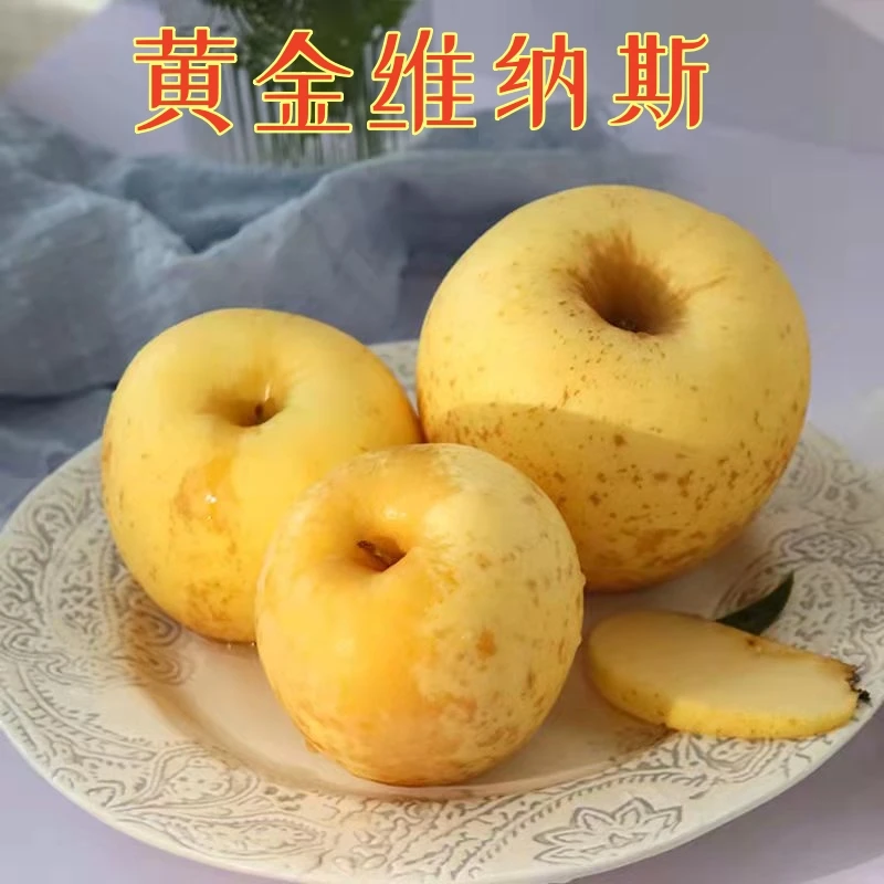 【京东快递】于胖子 黄金维纳斯苹果 脆甜爽口果香浓郁70-80mm