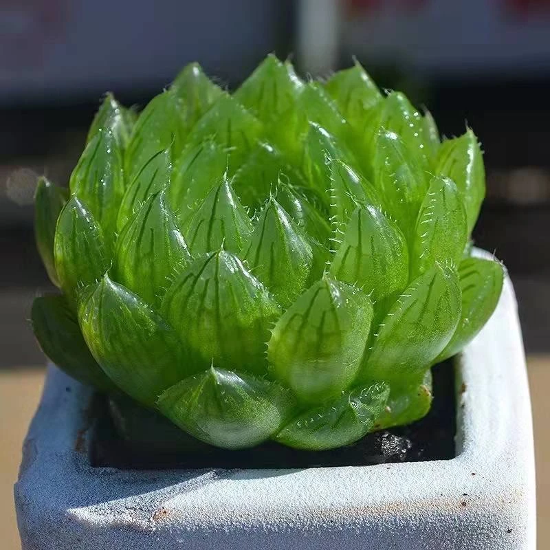 樱水晶多肉植物十二卷属玉露寿新手组合套装花卉绿植盆栽