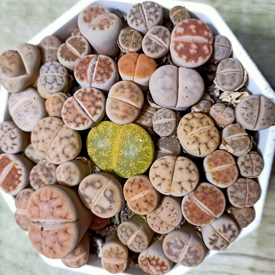 生石花彩色多肉盆栽基地八角盆种植发货可移栽
