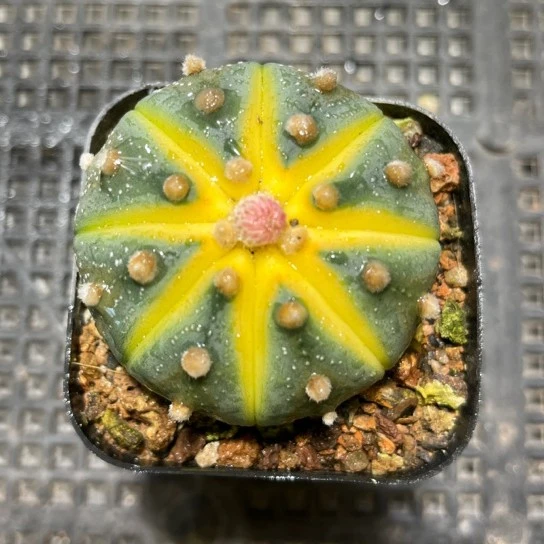 星兜锦&小南瓜罕见稀有精品多肉植物基地直播室内花卉绿植盆栽