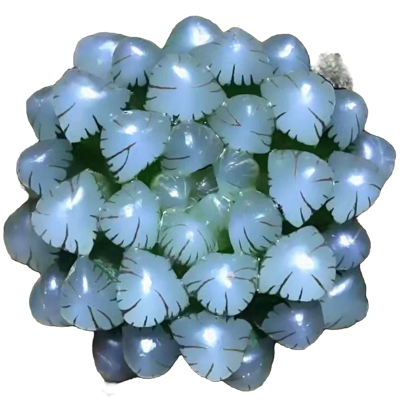 潘氏冰灯春季玉露水晶玉露紫姬玉露多肉植物奇趣多肉室内盆栽绿植