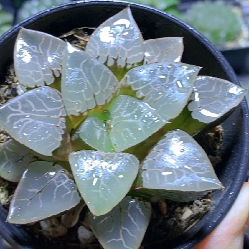 火凤凰寿罕见稀有精品多肉植物玉露基地直播室内花卉绿植盆栽