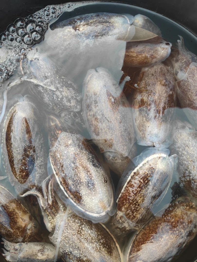 惠来神泉澳角码头本港活冻水墨鱼