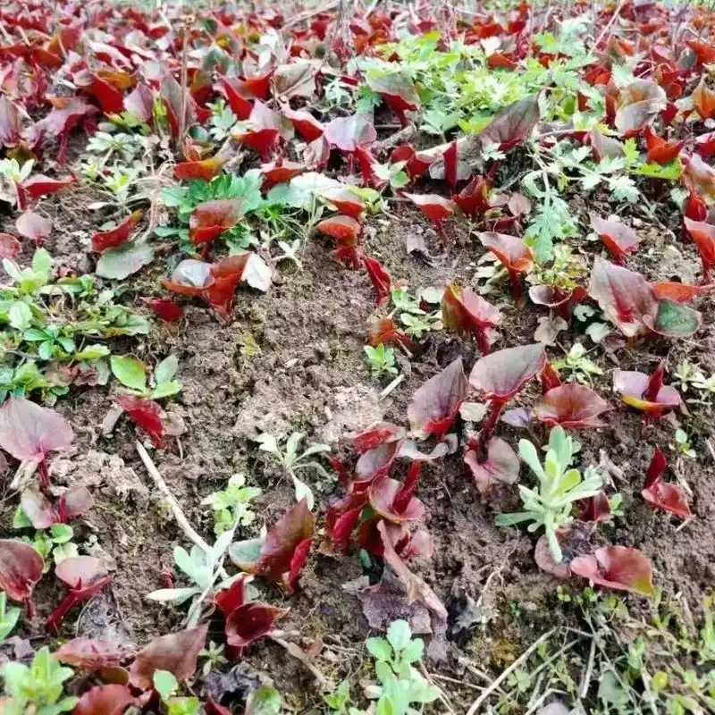 贵州高山农家现挖折耳根新鲜带泥发货