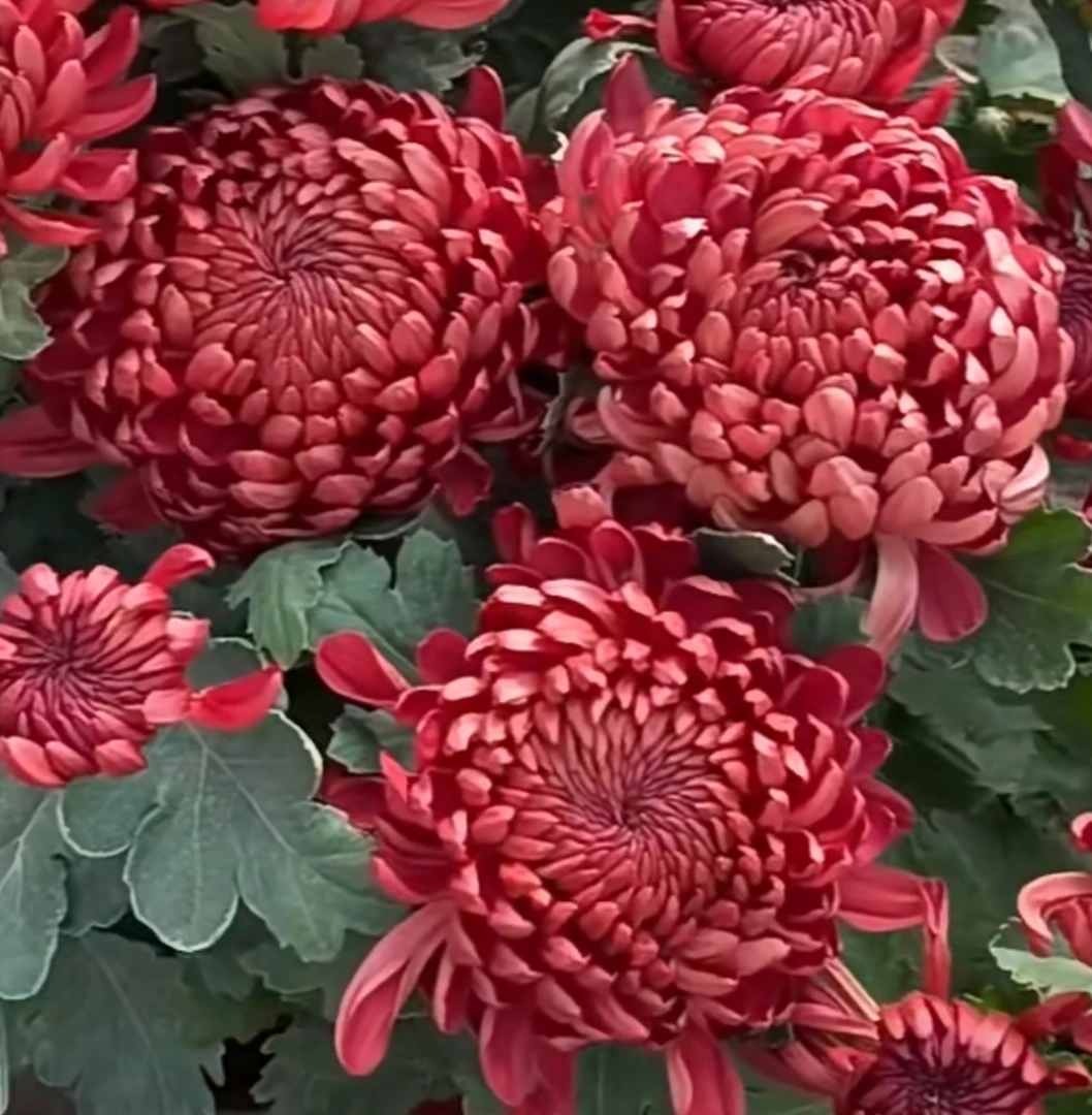 【双色绣球】菊花盆栽原盆原土带花苞发货耐寒好养