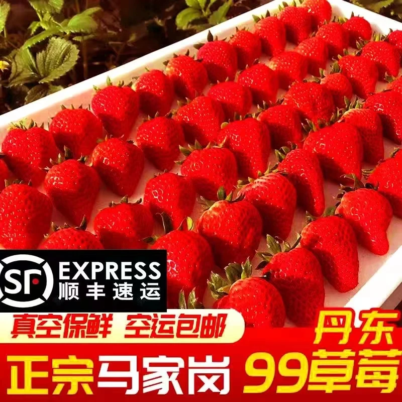 正宗丹东马家岗99草莓颗颗爆汁汁水浓郁顺丰空运包邮