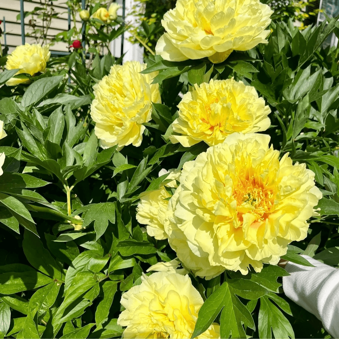 黄色系牡丹花苗大花重瓣地栽盆栽洛阳正宗牡丹花卉洛阳发货
