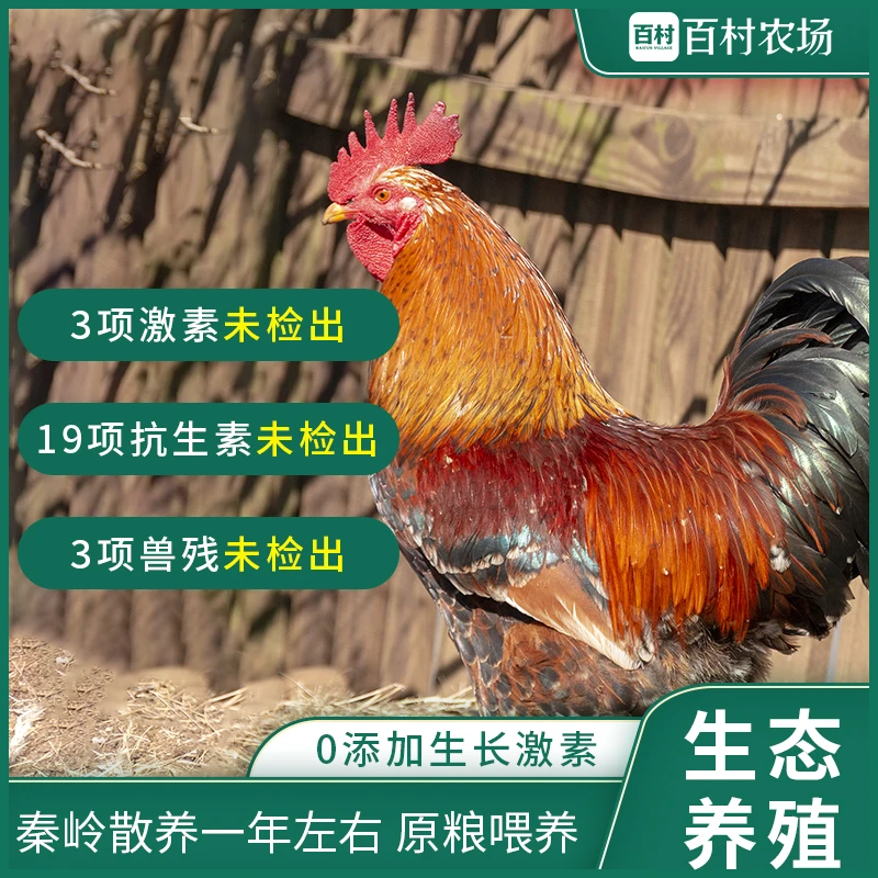 秦岭高山正宗散养土鸡柴鸡黑瑶公鸡现宰现发跑山鸡净重±4斤左右
