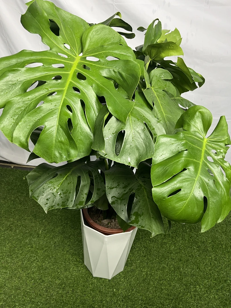龟背竹盆栽北欧网红盆景大叶植物清新除甲醛办公室客厅室内绿植