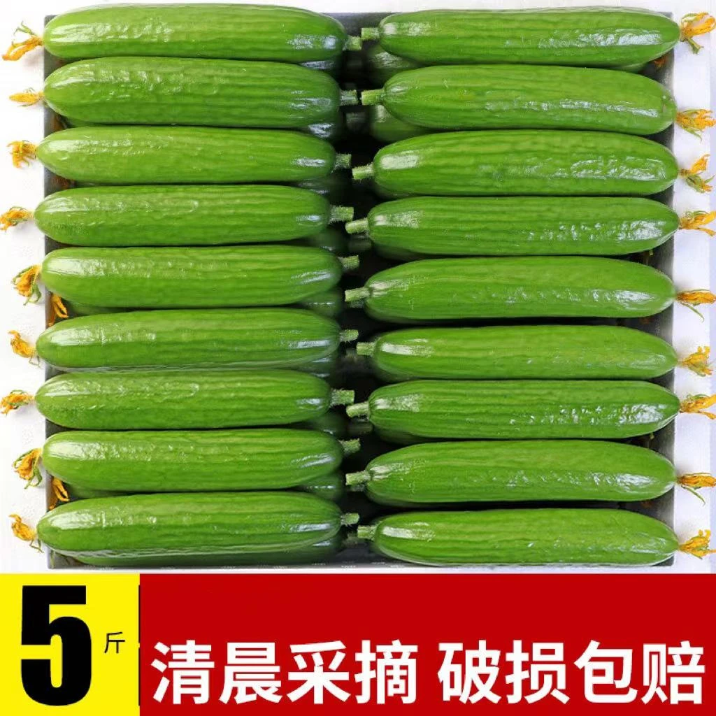 山东水果小黄瓜新鲜现摘无刺黄瓜生吃清脆爽口蔬菜