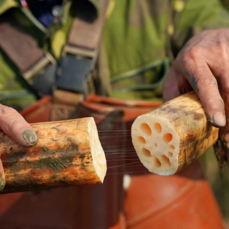 正宗洪湖粉藕粉糯香甜久煮不烂只取中间段地理标志产品顺丰快递