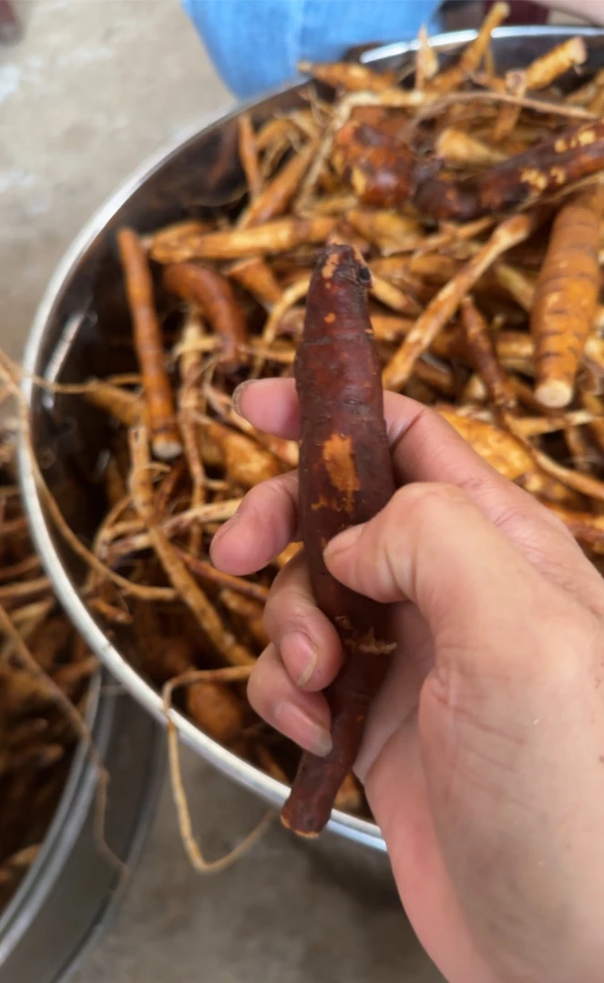 新鲜精选煲汤泡酒料可食用农产品，小叶金草牛大力圆薯