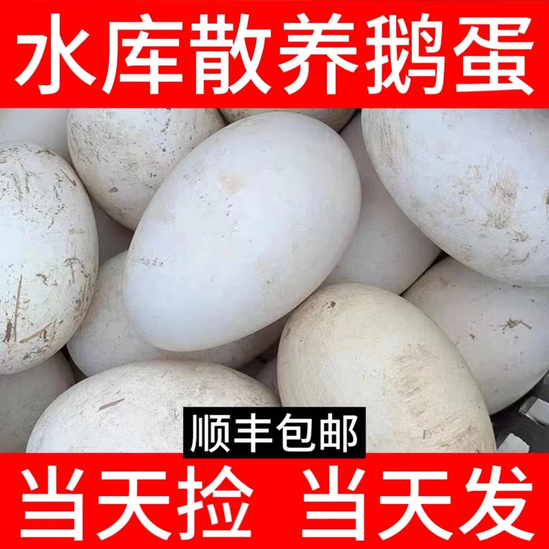 (中大顺丰)农家水库散养鹅蛋土鹅蛋保真现捡鲜鹅蛋破损包赔