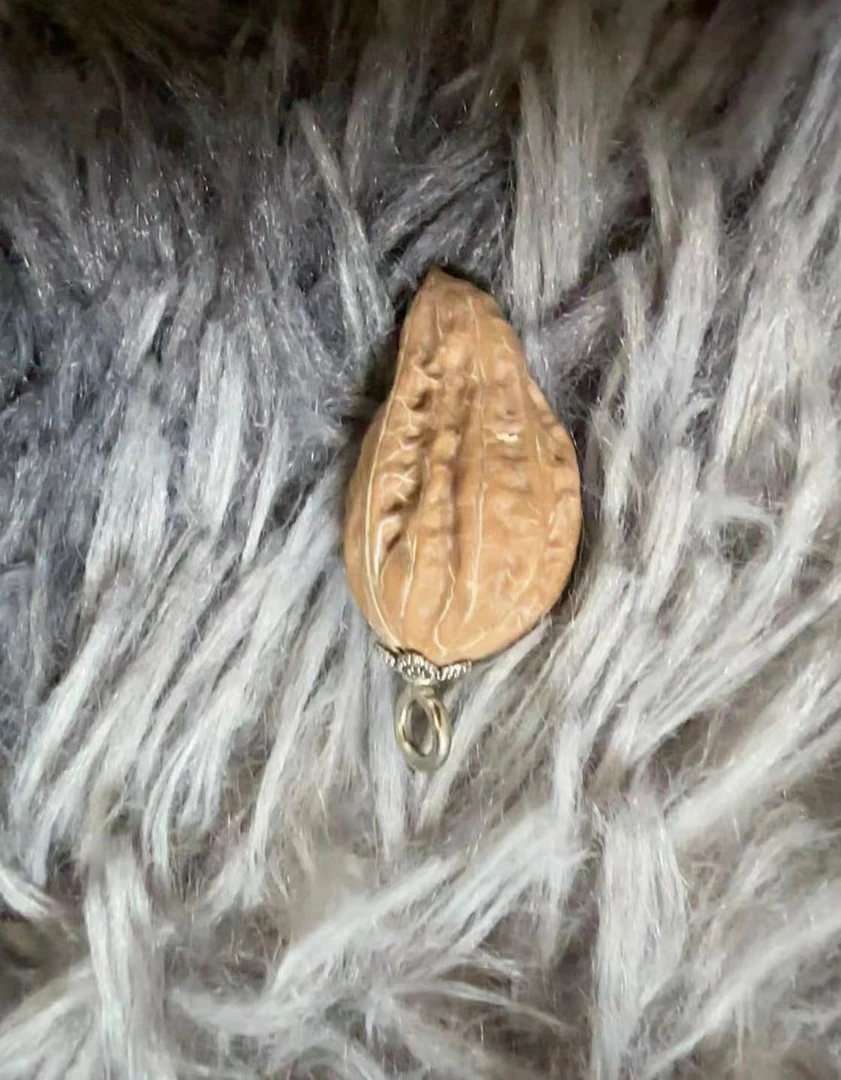 东北野生秋子随机发