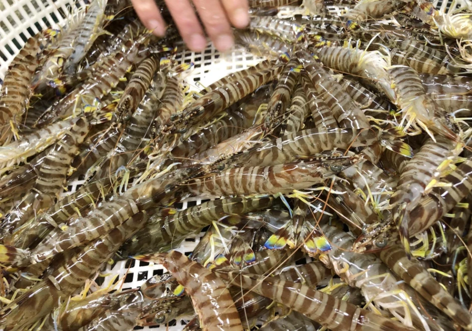 海捕基围虾顺丰包邮