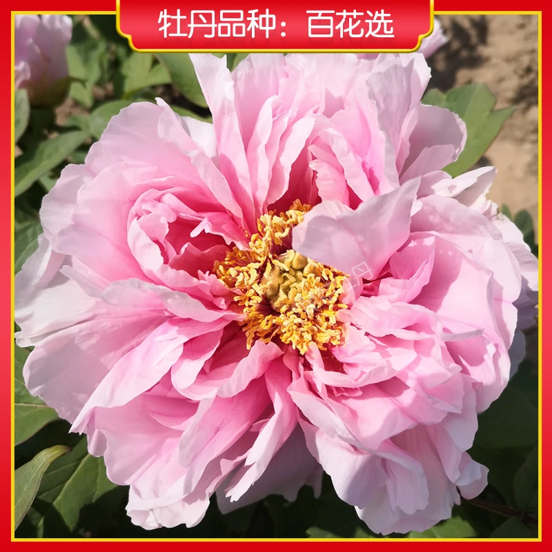 【百花选】菏泽牡丹花苗大花型  阳台盆栽绿植 庭院木本花卉