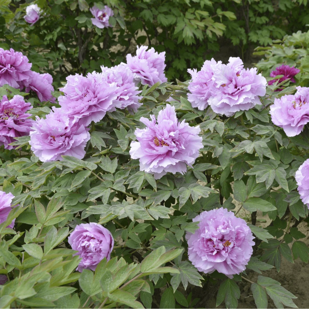 【菏泽牡丹园】蓝芙蓉蓝色系精品牡丹对版发货 先发肥料 后发牡丹苗