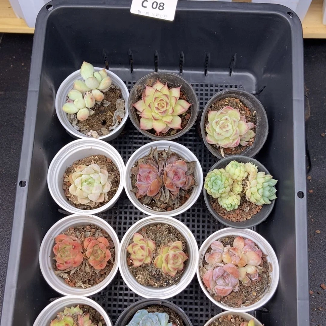 春泥家九块九框拍c8