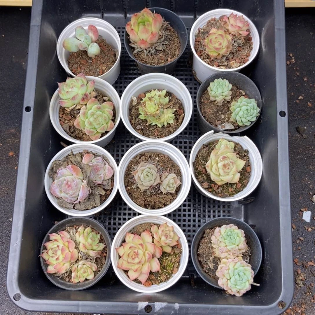 春泥筐拍九点九S51