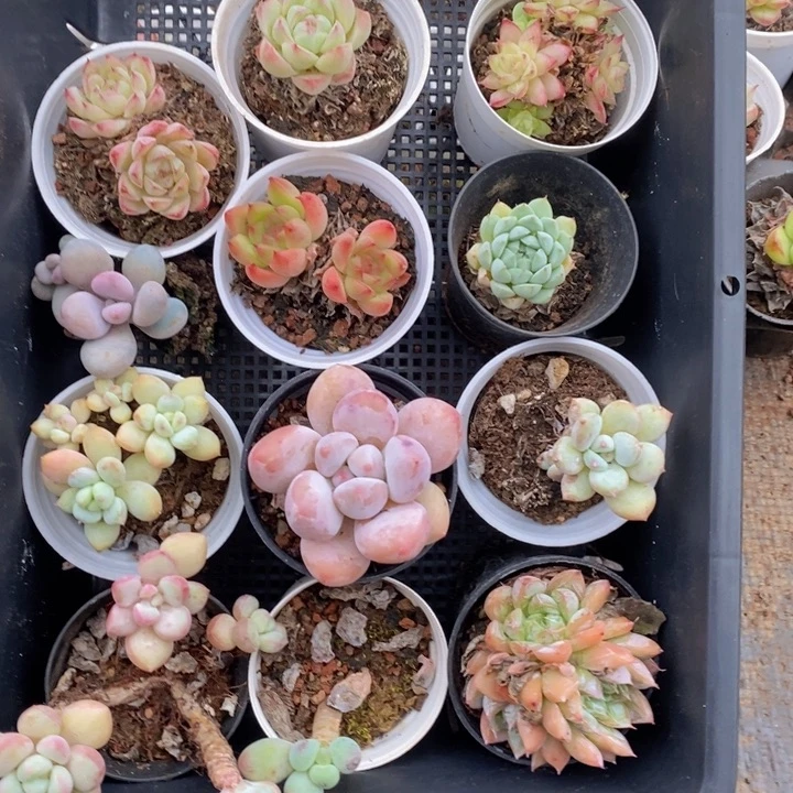 春泥家框拍九块九C52