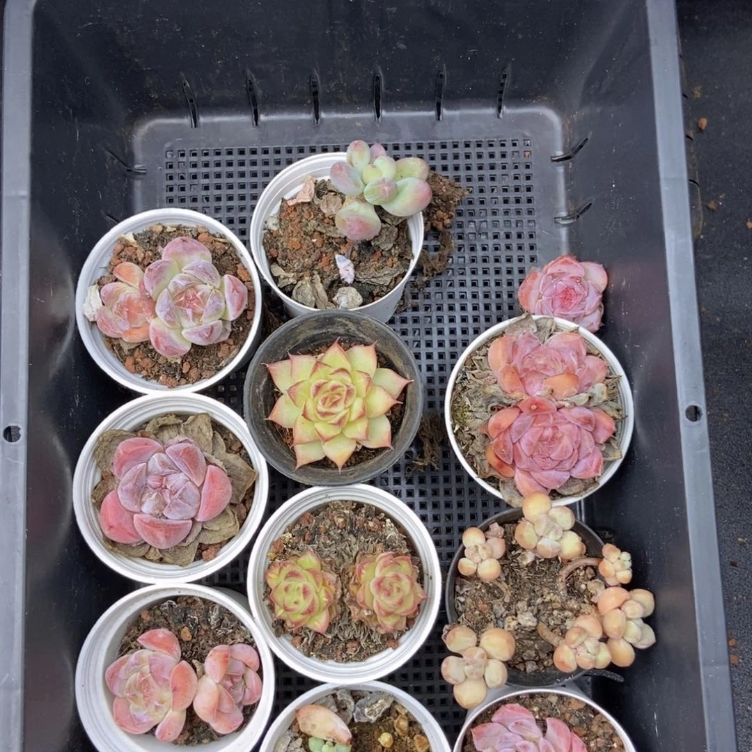 春泥家九块九框拍c25