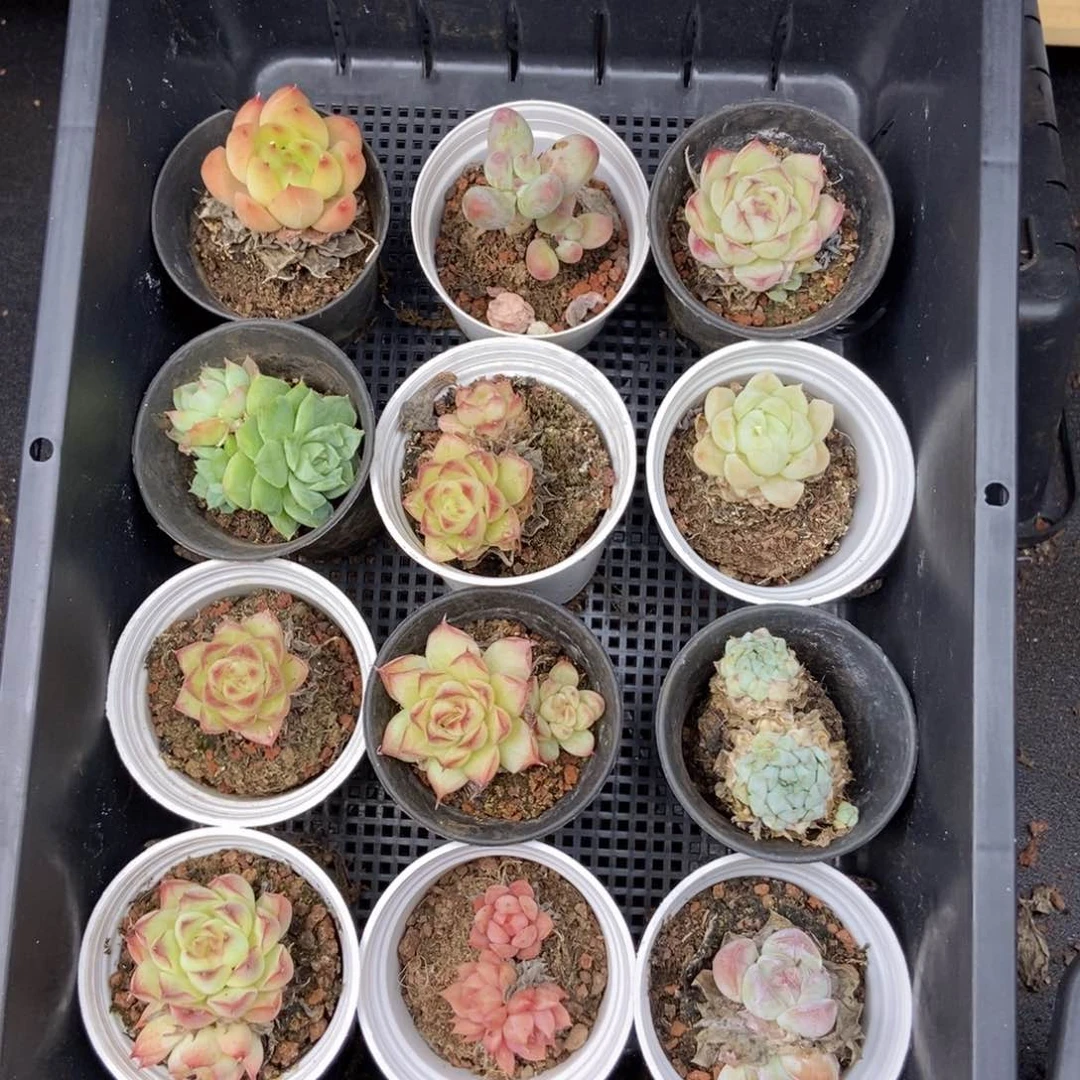 春泥筐拍九点九S28