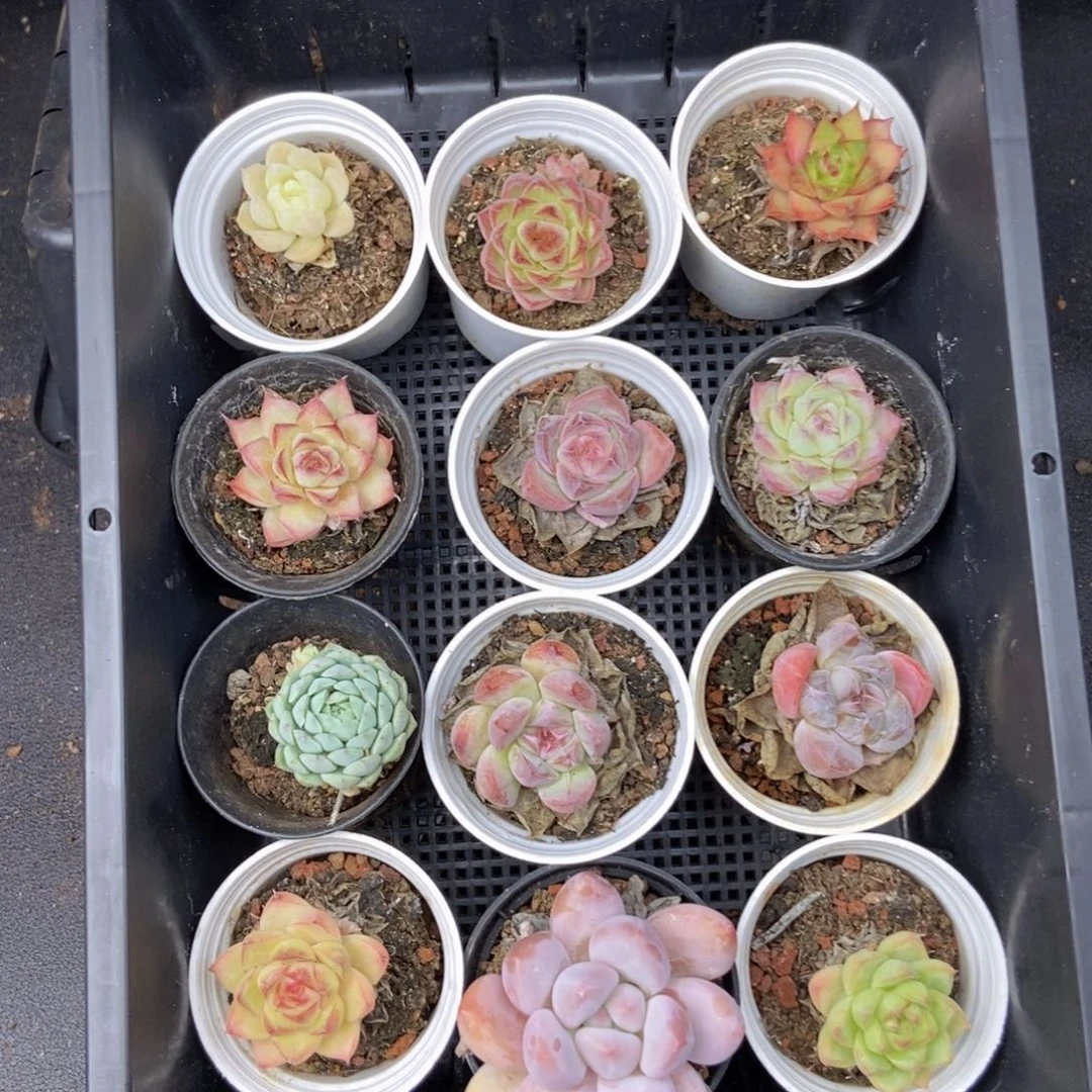 九点九一整框拍c30