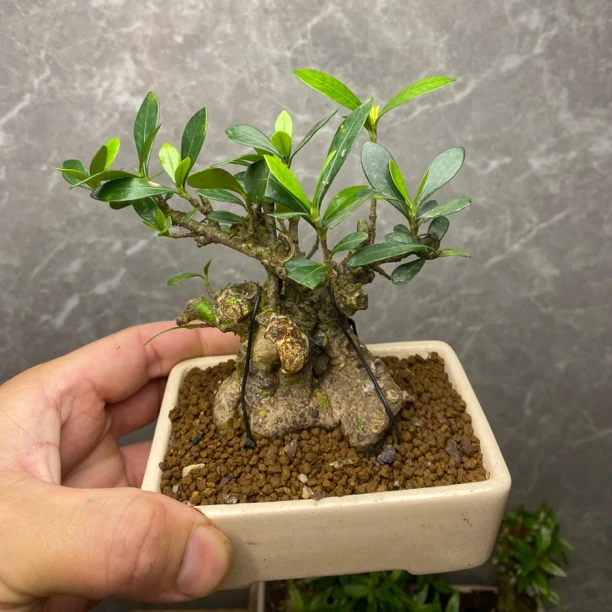海岛小叶栀子花水杨梅一物一拍
