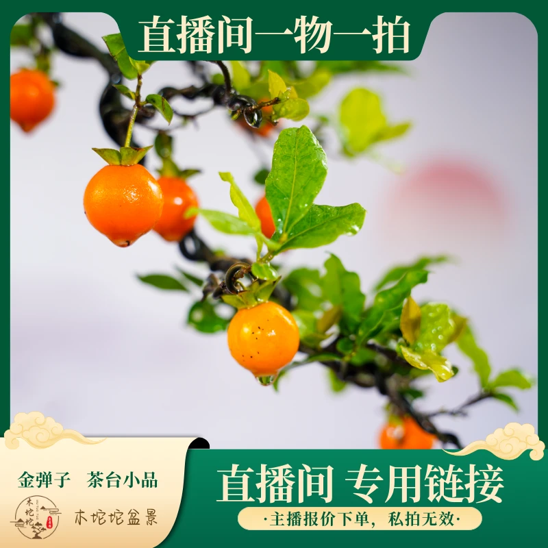 金弹子【茶台小品】盆景 直播间一物一拍 主播报价下单