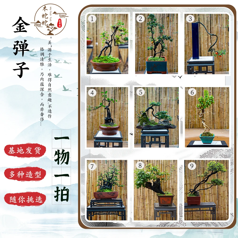 直播间一物一拍!精品金弹子盆景(临水,丛林,矮霸,文人,悬崖)