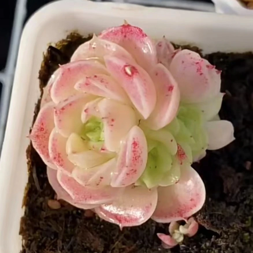 2号链接 柿子多肉直播间