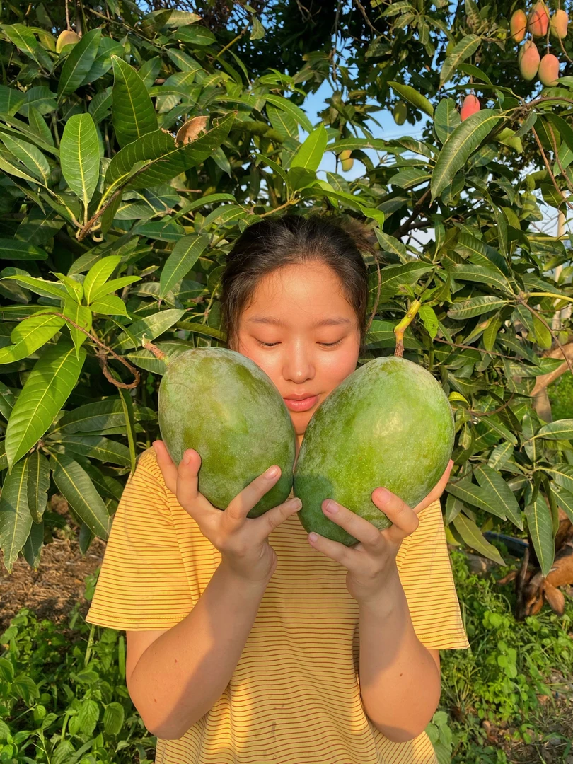 龅牙妹催熟再吃】自家芒果四川攀枝花凯特芒果香甜多汁9斤产地发货