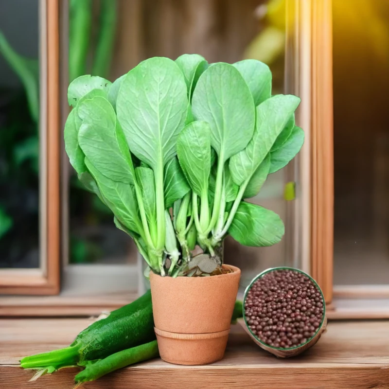 鸡毛菜种子籽四季小白菜青菜油菜种子四季种庭院盆栽蔬菜种子大全