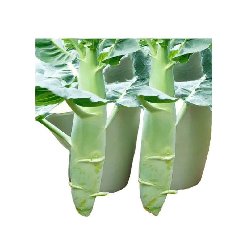 鸡腿芥兰苗菜苗秧苗芥蓝苗四季秋季蔬菜苗盆栽阳台红菜苔粗芥菜苗