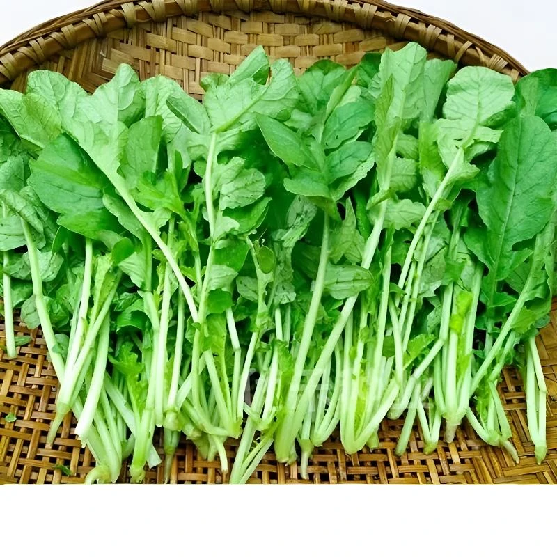 专吃萝卜苗种子耐热耐寒四季蔬菜速生抗病萝卜高产早熟叶菜种籽