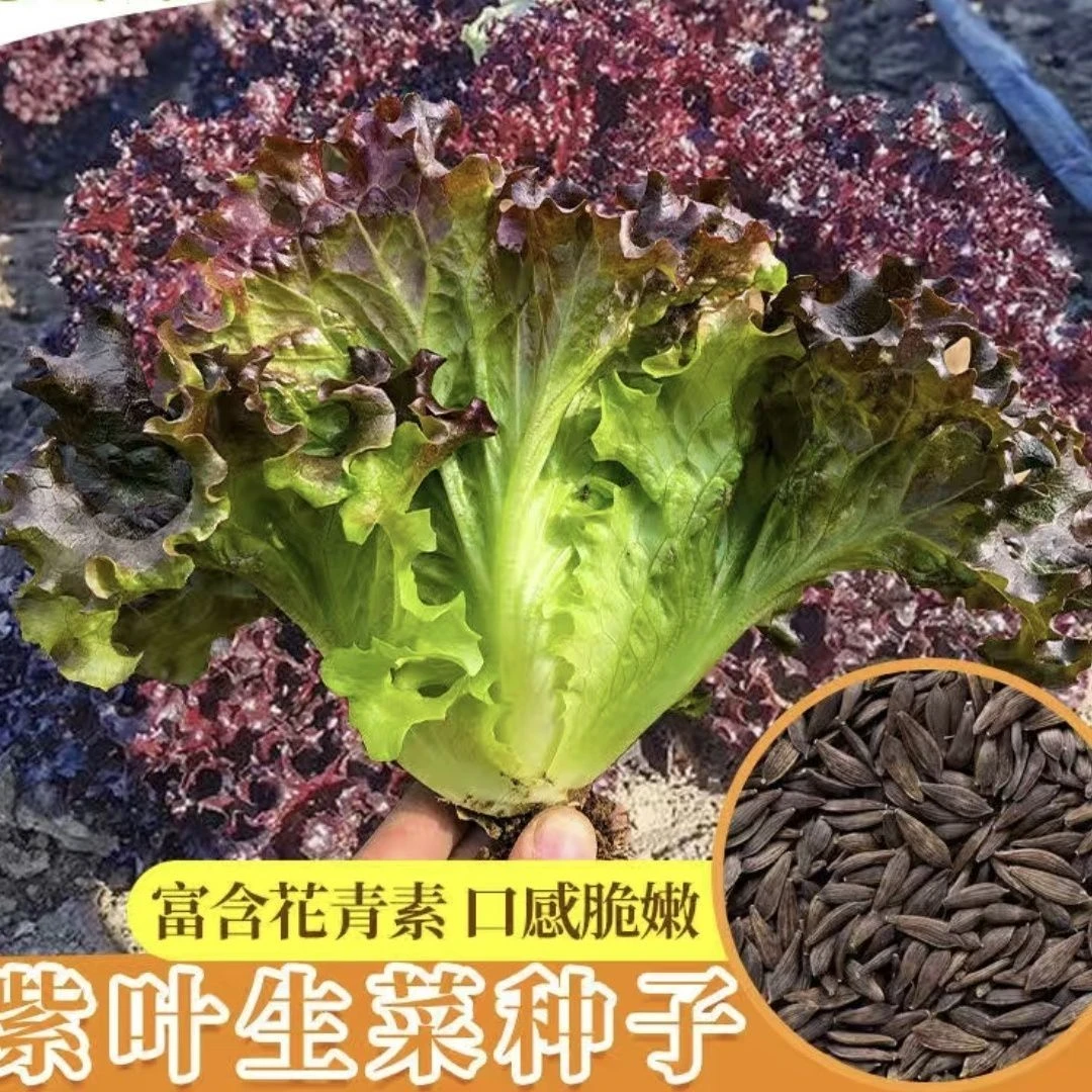 紫色生菜种子四季蔬菜种籽种奶油紫叶生菜种子耐高温青菜蔬菜种子