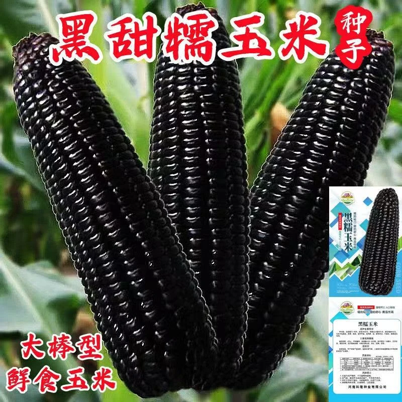 黑甜糯玉米种子黑糯玉米香甜糯玉米种鲜食苞米蔬菜种子苋菜种子