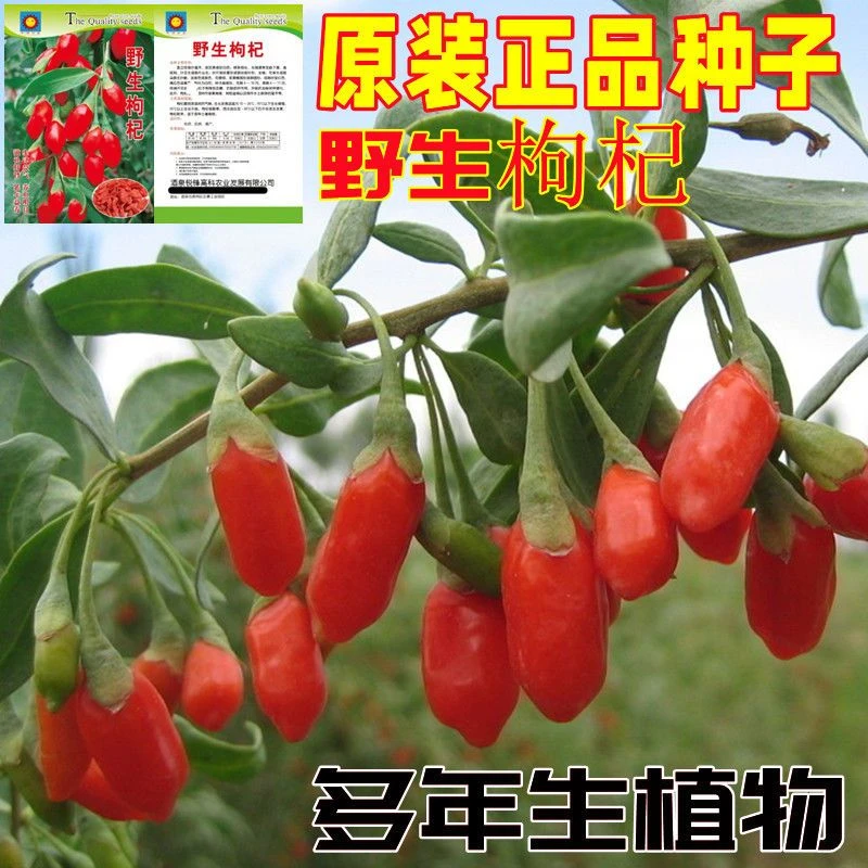 正宗野生红枸杞种子黑枸杞种子正品庭院室外内高产药材种子籽