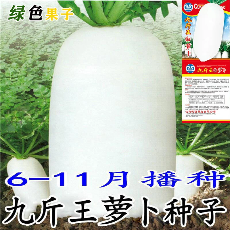 九斤王种子白萝卜种籽蔬菜种子不空心春不老种子特大四季秋季播种