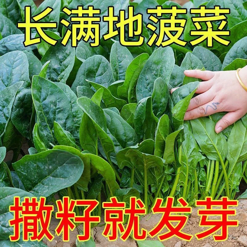 大叶菠菜杍春夏四季可种蔬菜秋冬菜杍种阳台盆栽波菜孖耐寒过冬季