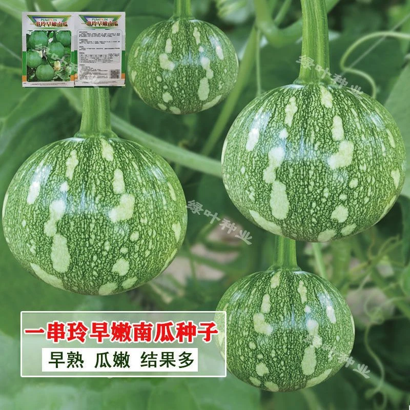 早熟嫩小南瓜种子 一串铃南瓜种籽 高产菜用青瓜春夏秋季易种蔬菜